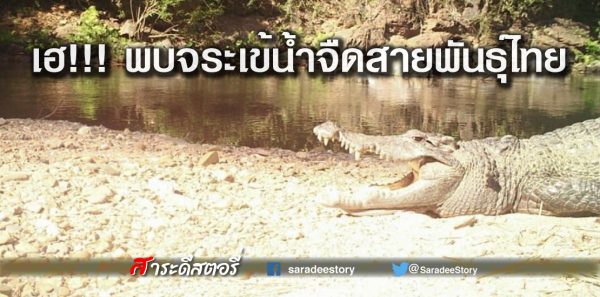 พบจระเข้น้ำจืดสายพันธุ์ไทย