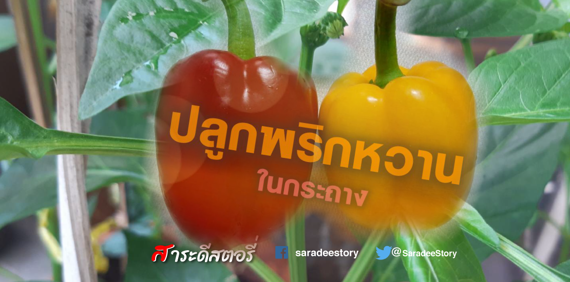 การปลูกพริกหวานลงกระถาง