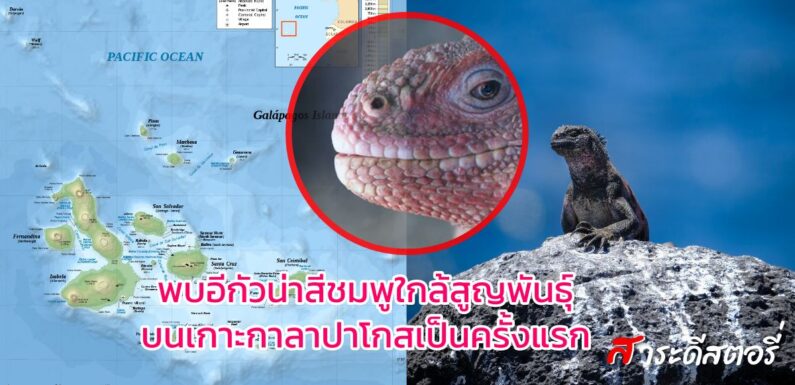 พบอีกัวน่าสีชมพูใกล้สูญพันธุ์บนเกาะกาลาปาโกสเป็นครั้งแรก